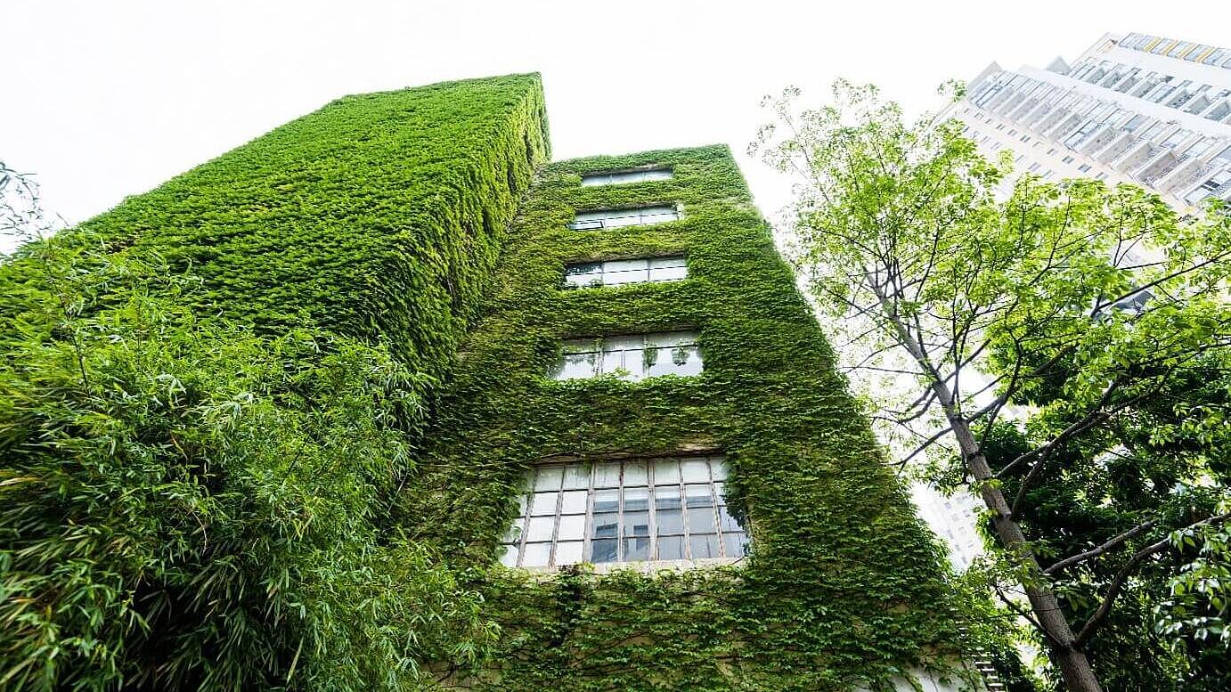 Facade greening - "Good for the environment and the feel-good factor".