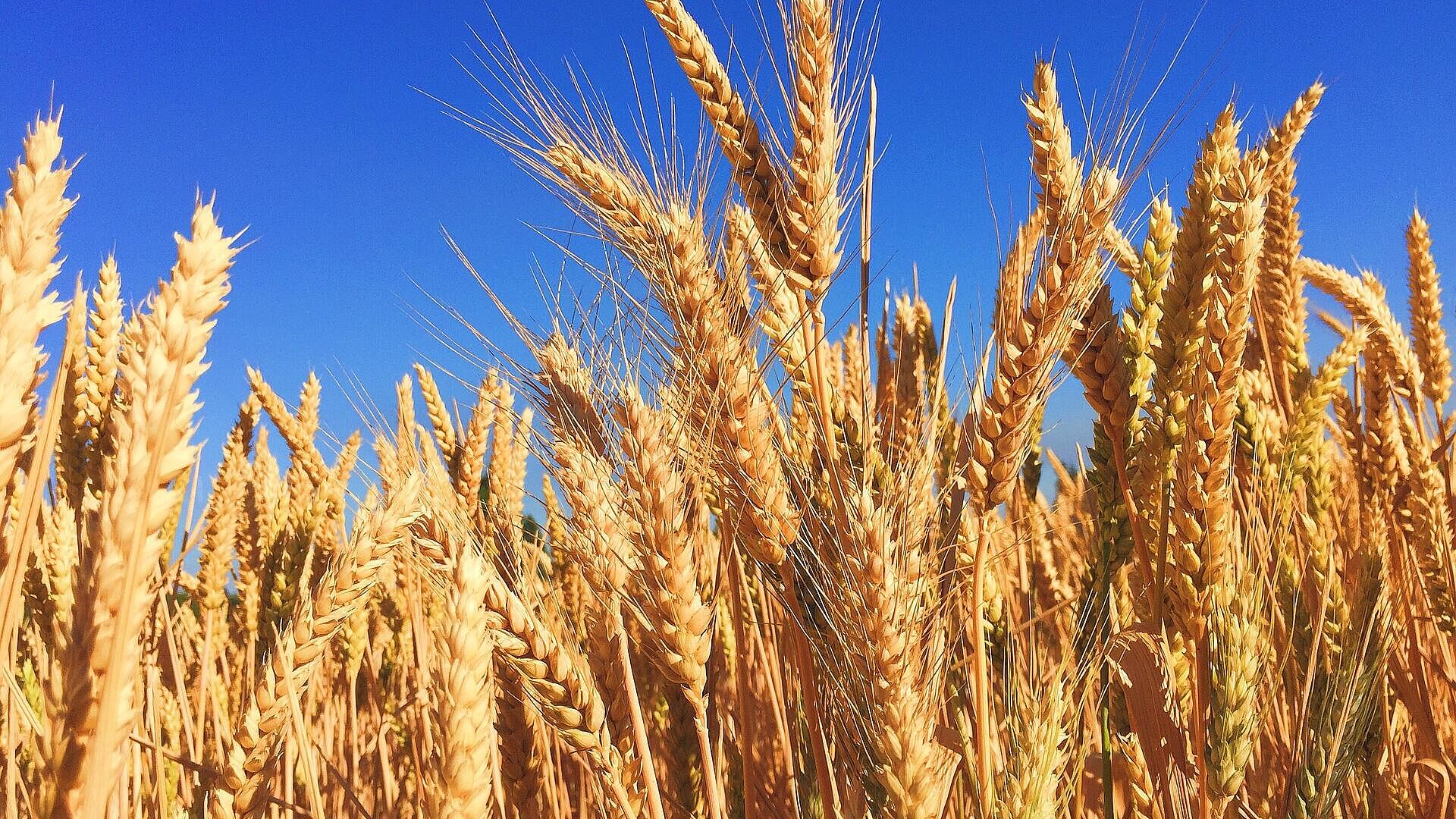 Der Klimawandel könnte den Preis für ein Bier verdoppeln